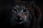Un lynx des Vosges (photogramme du film "Le chant des forêts")